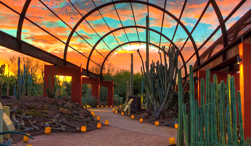 Desert Botanical Garden